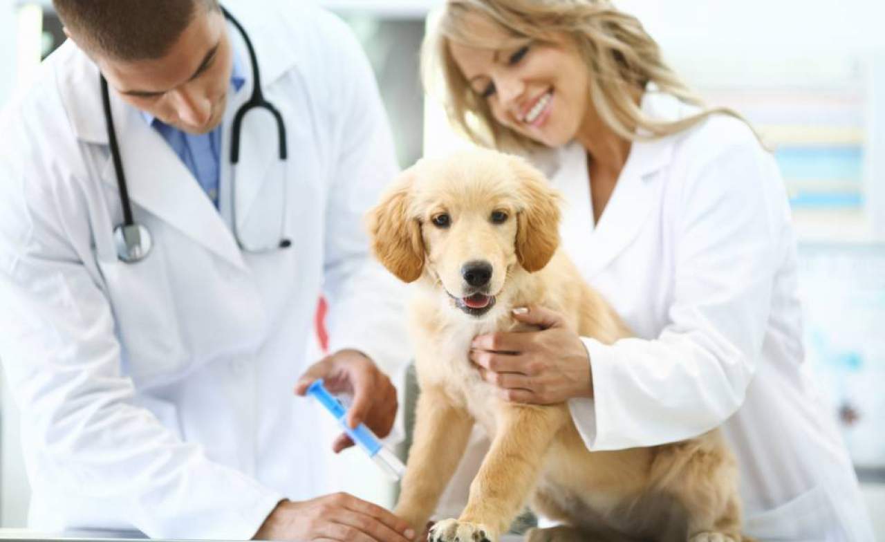 Estudiar veterinaria en Madrid