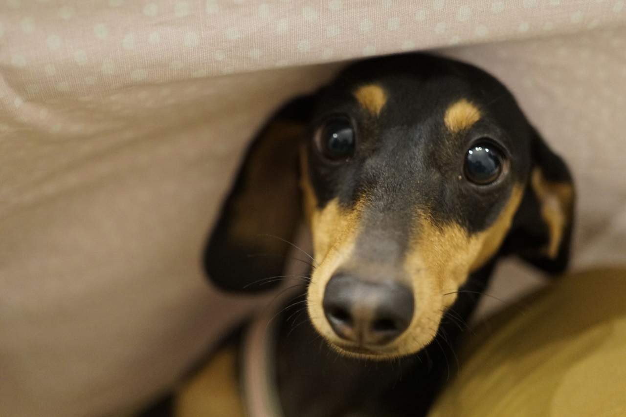 ¿Cuándo empezar a adiestrar un cachorro: Tu Adiestrador Online
