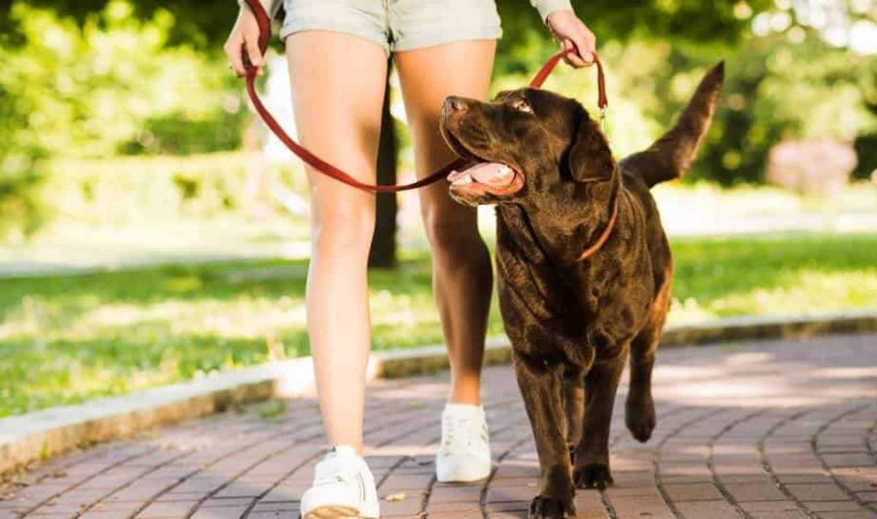¿Por qué mi perro tira de la correa?