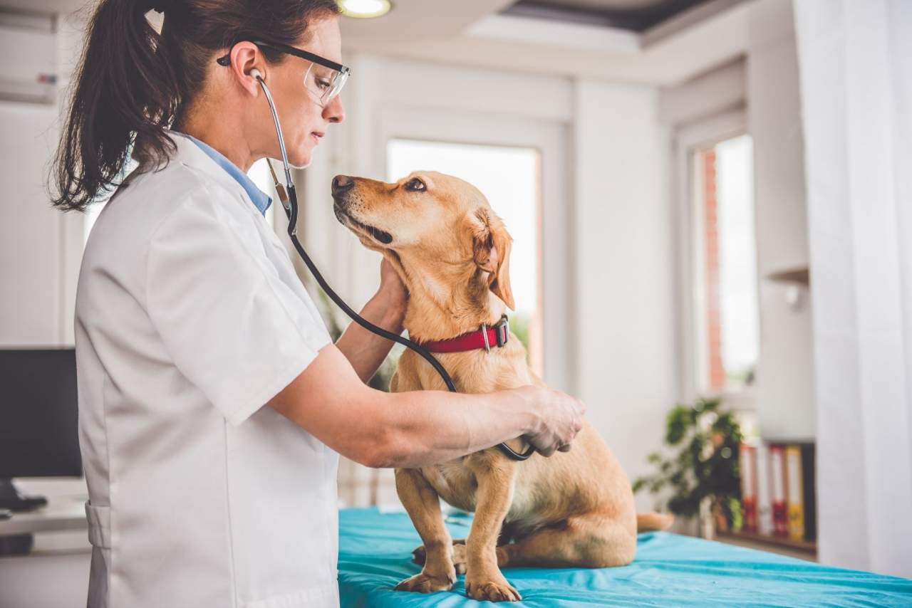 PetClinic, el software veterinario que optimiza la gestión de datos