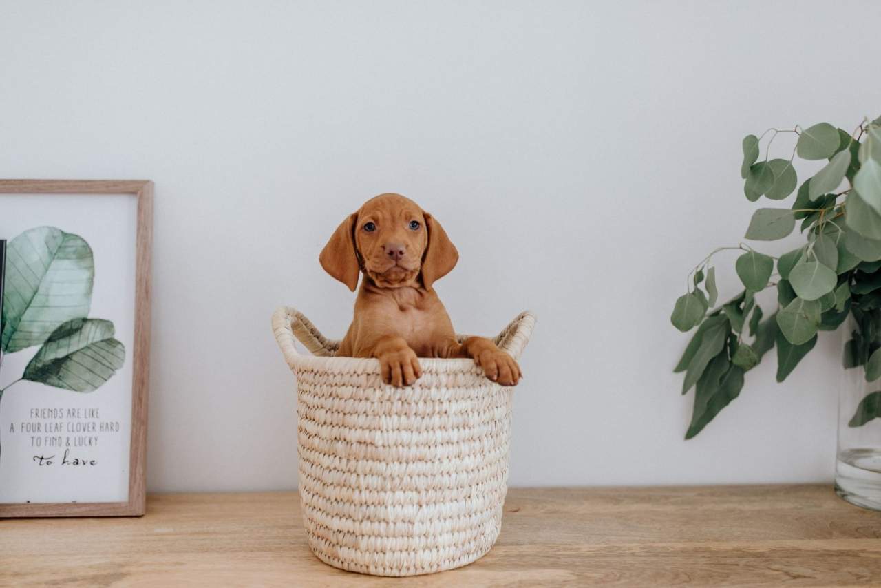 ¿Cómo adiestrar a un cachorro de 2 meses? Con Tu Adiestrador Online