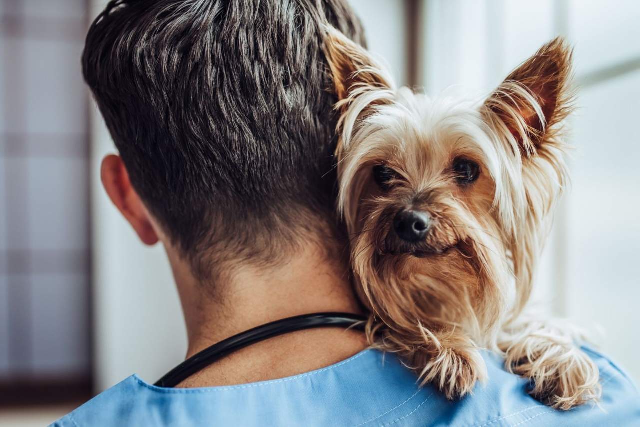 Veterinario en Algeciras de urgencia: Clínica Veterinaria El Estrecho
