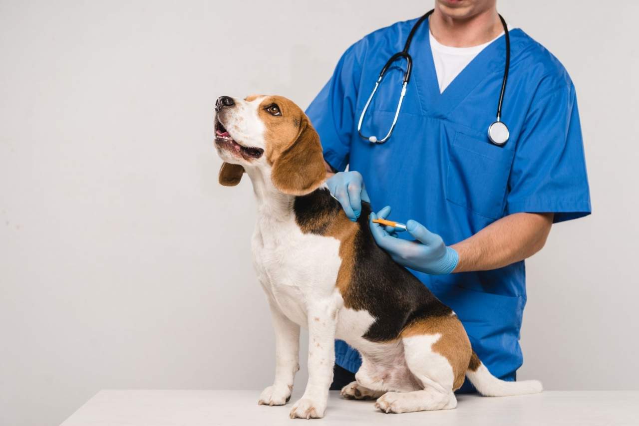 ¿Cómo ayuda el Software veterinario en el día a día de las clínicas? La experiencia de opciones como Petclinic