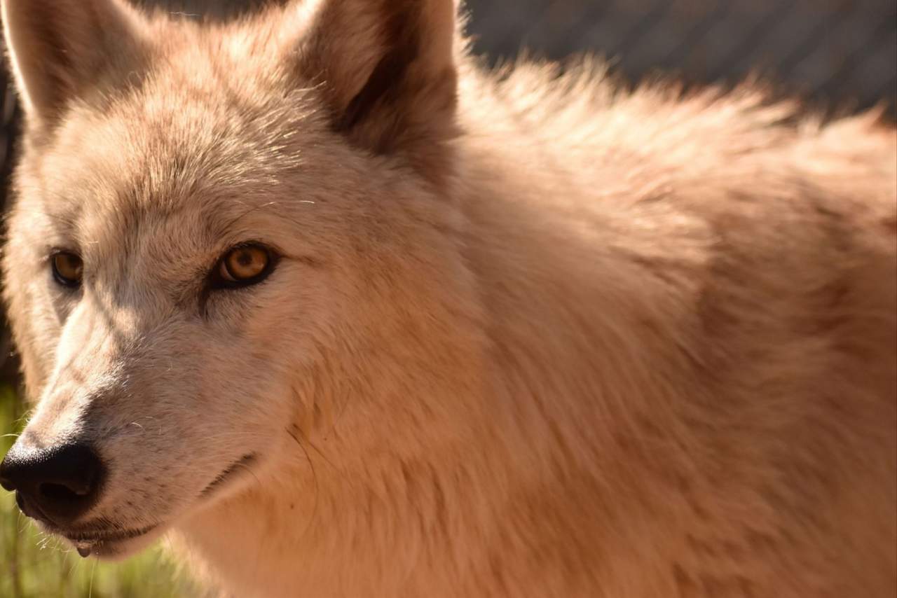Las opiniones de Wolves Legacy