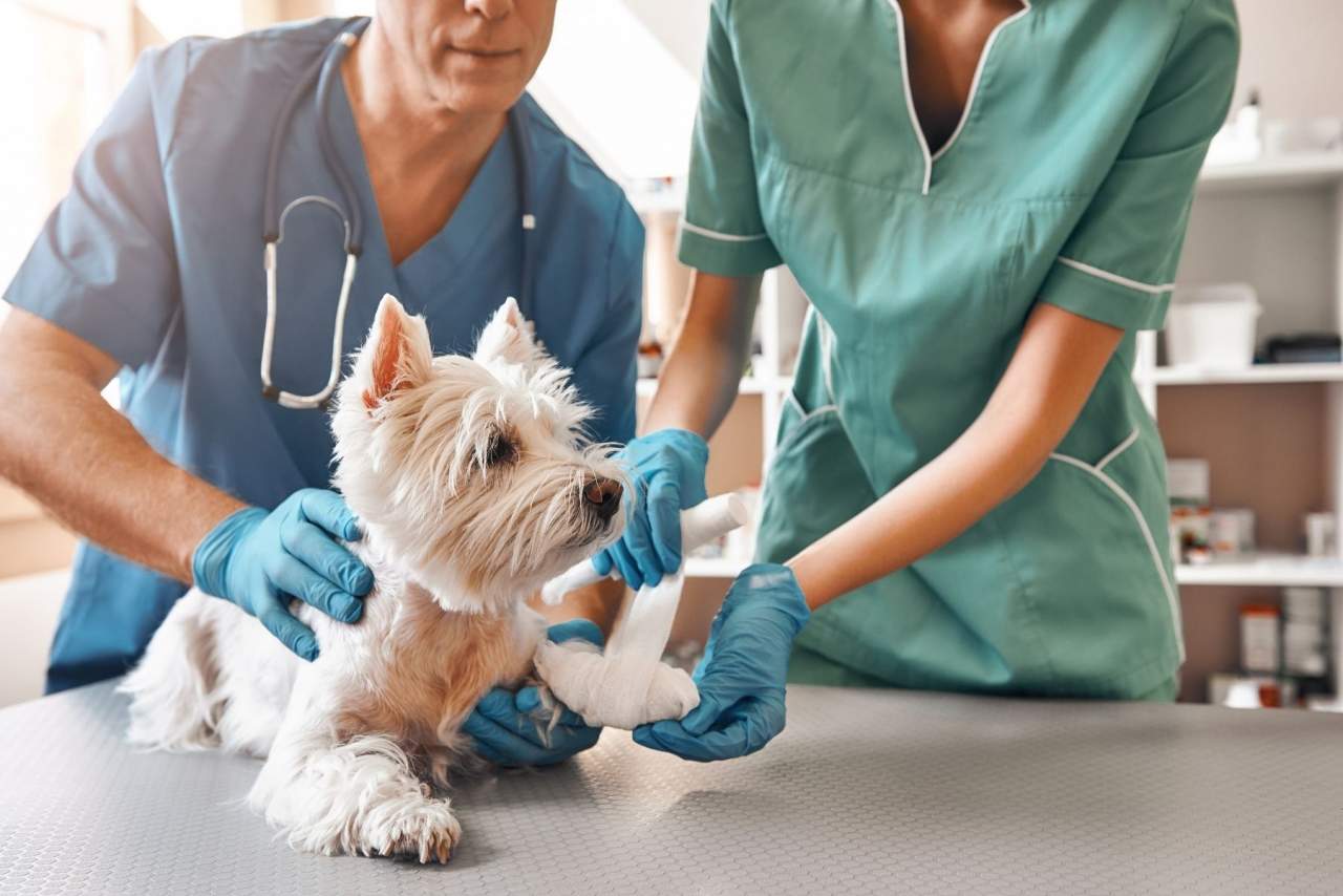 IEEF: FP veterinaria Madrid