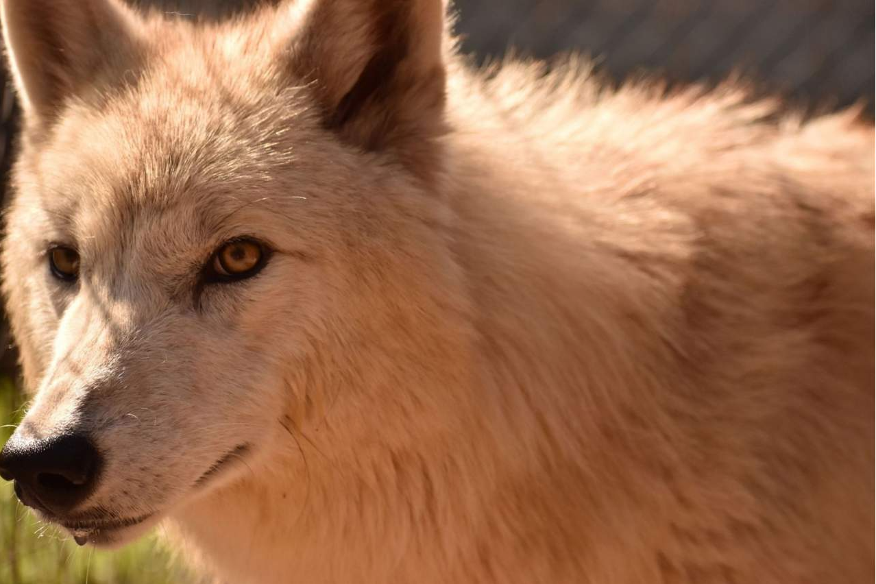 La historia y legado detrás de Wolves Legacy pienso, alimento de alta gama para perros