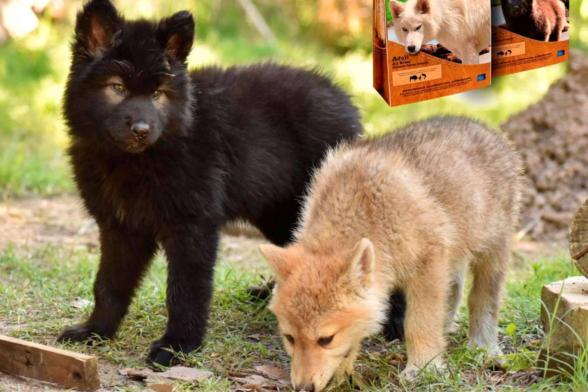 Los lobos y perros lobos CRW del pienso Wolves Legacy