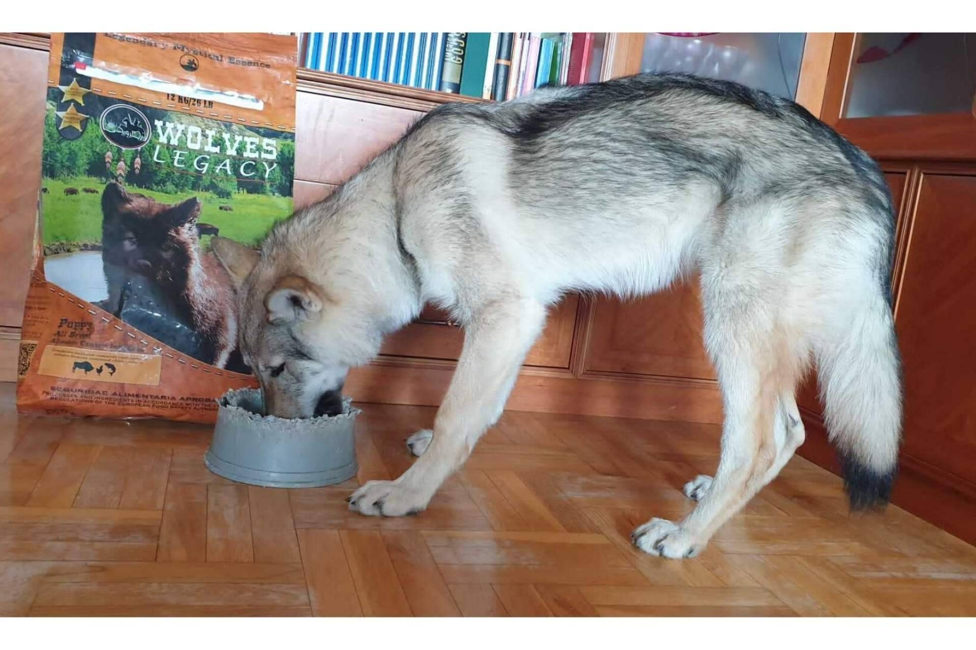 Wolves Legacy obtiene algunas de las mejores opiniones del pienso para perros