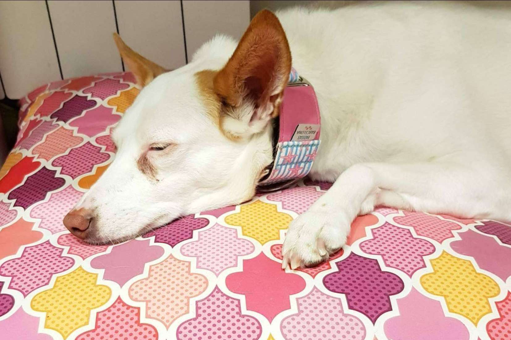 La originalidad de las camas para mascotas de Patitas Barcelona