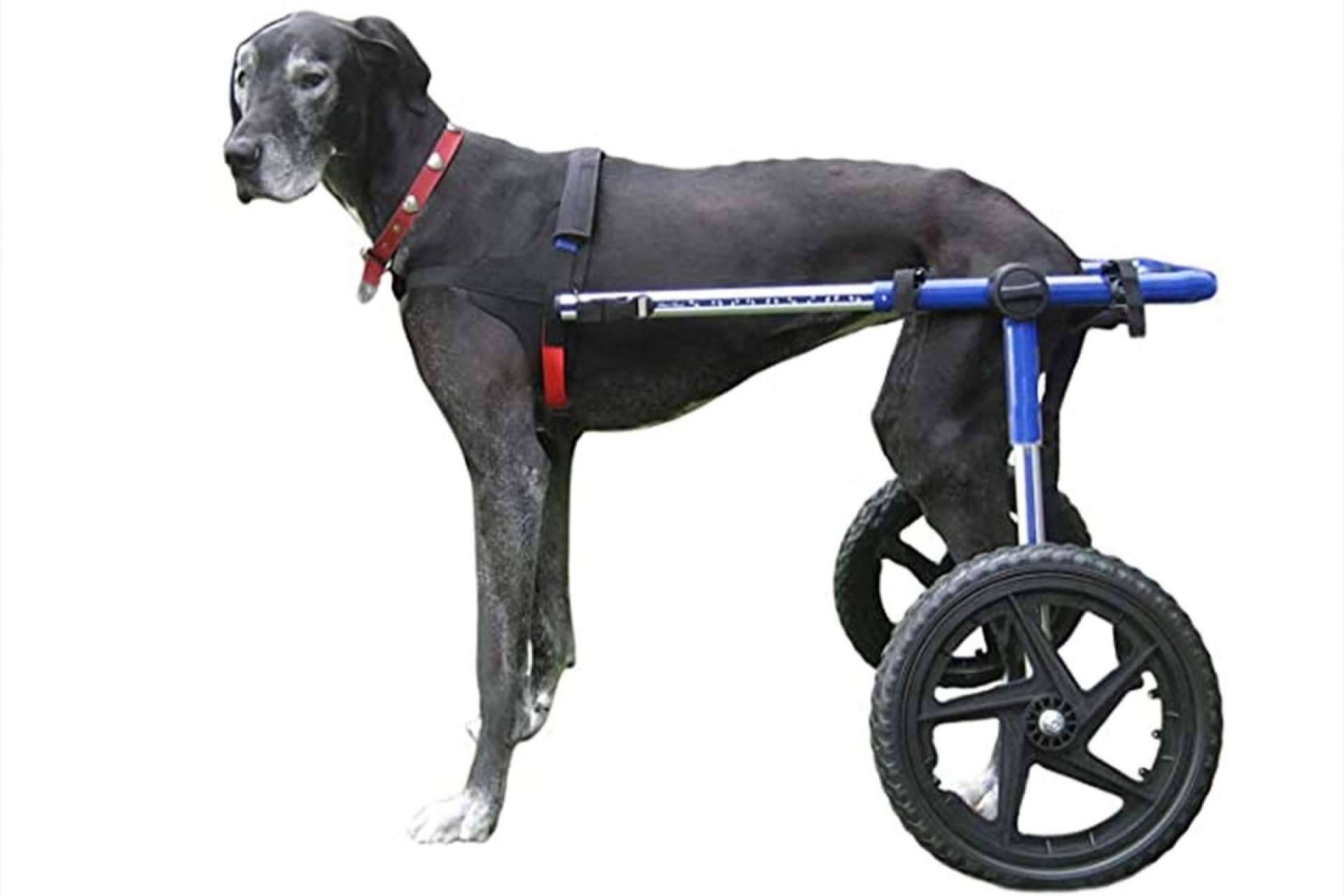 Wolves Legacy Dog Food explica que no se debería incluir condroprotectores en los piensos para perros