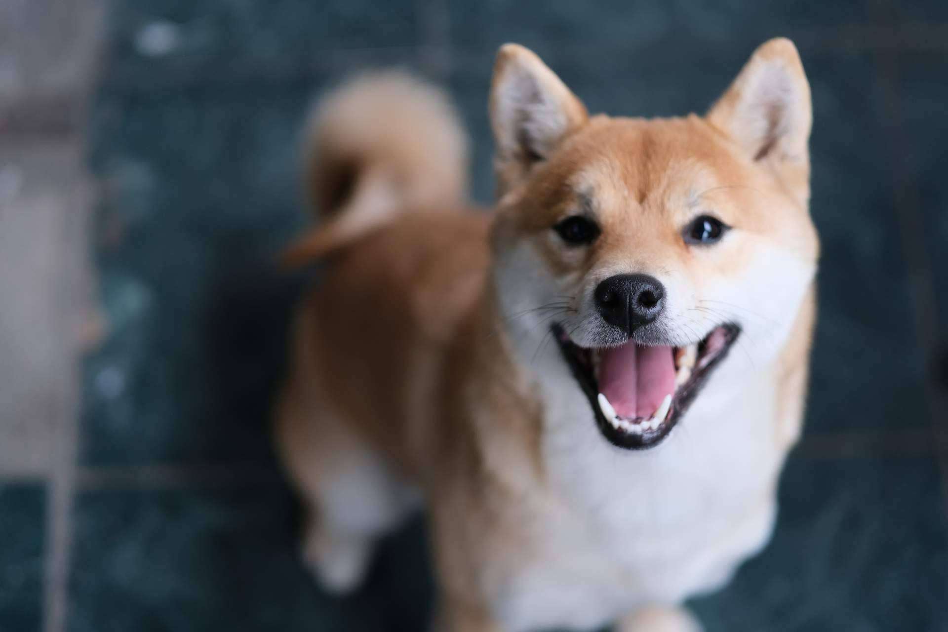 Las ventajas del punto de venta de cachorros y accesorios para mascotas 101 Cachorros