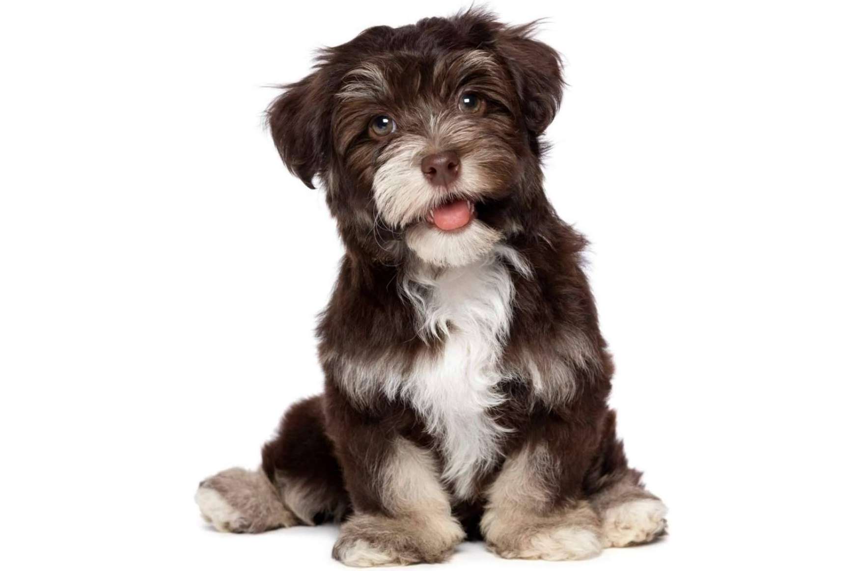 Comprar cachorros de diferentes razas en internet con 101 Cachorros