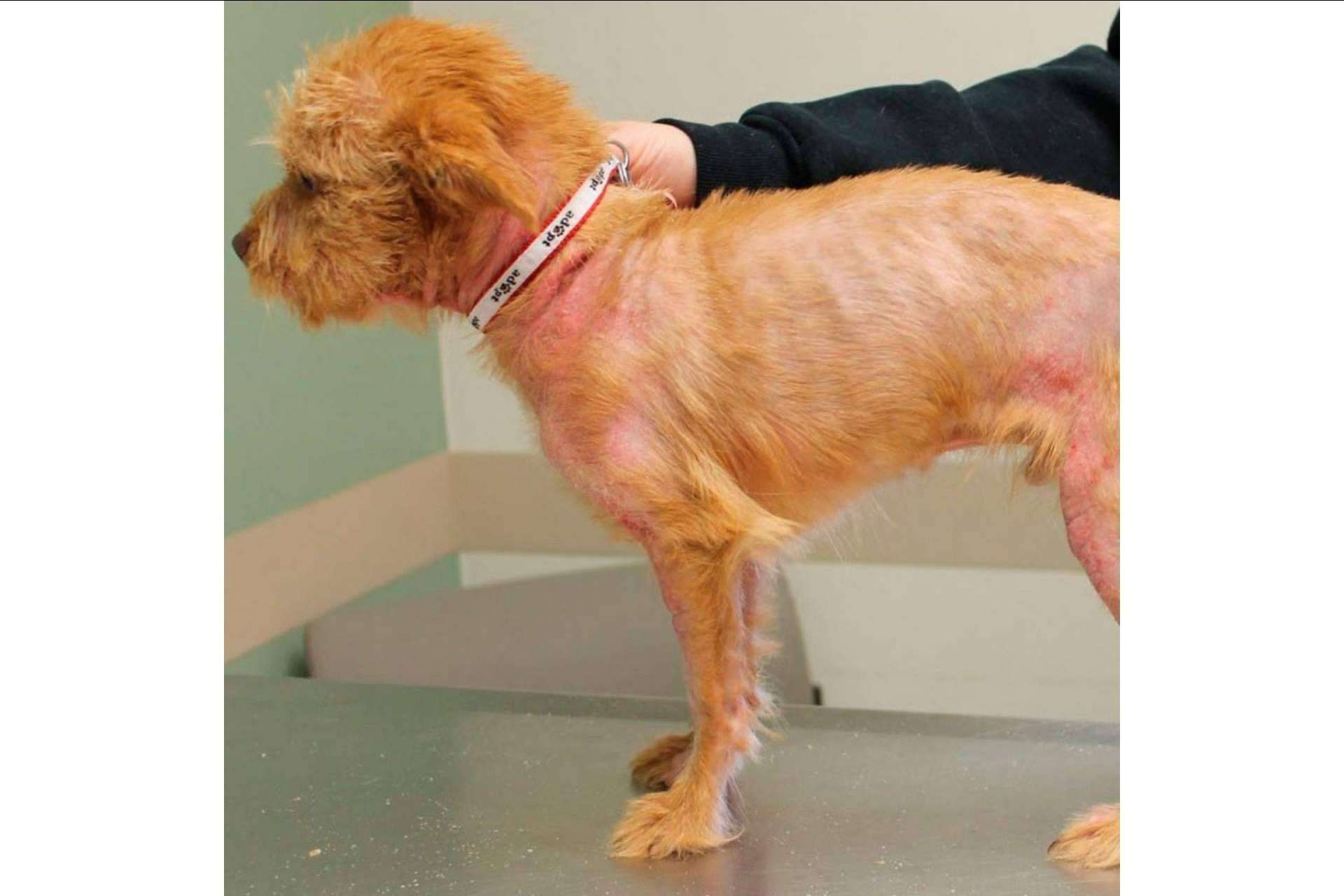 ¿En qué consiste el pienso hipoalergénico para perros?