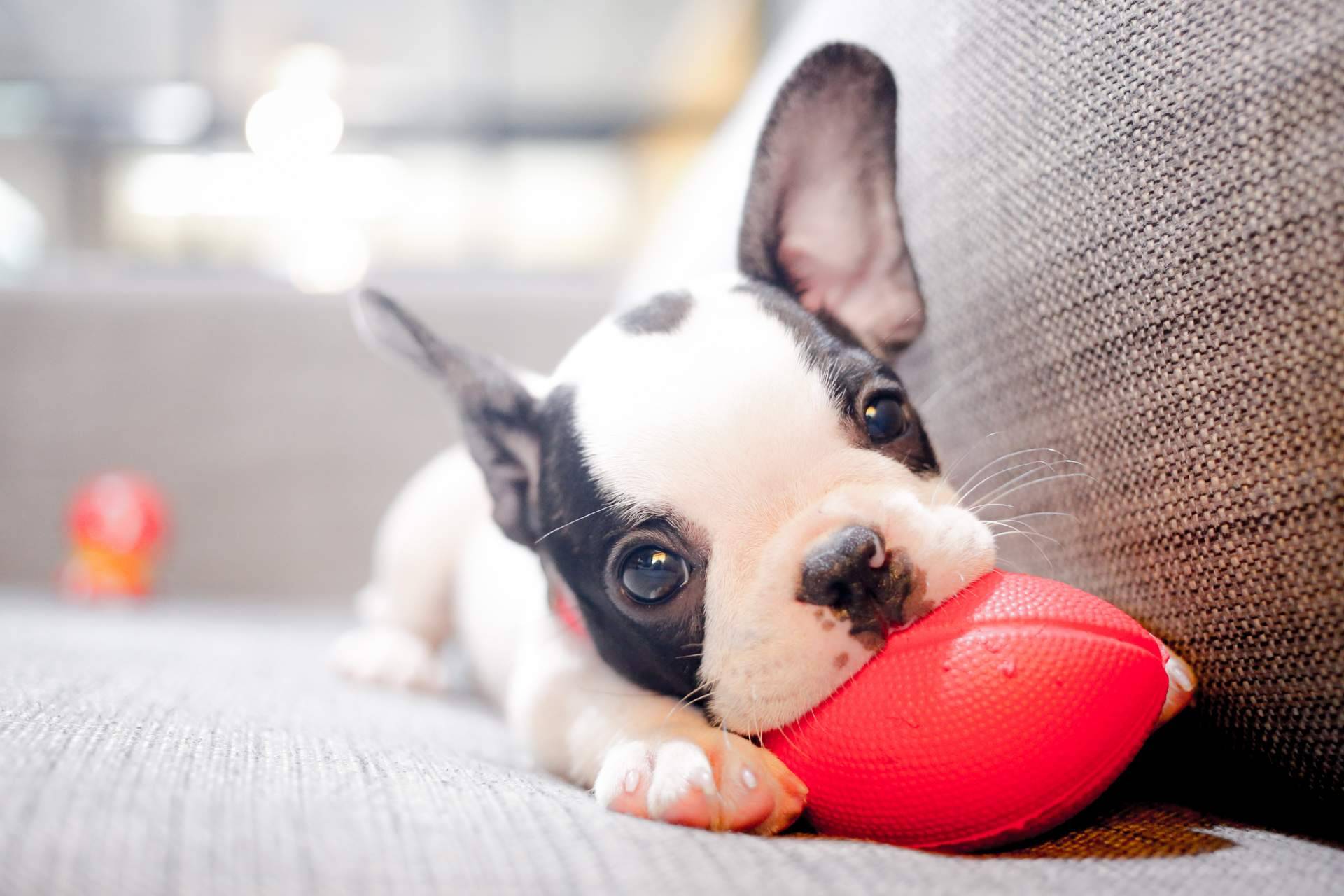 Comprar cachorros sanos en una tienda fiable como 101 Cachorros es imprescindible