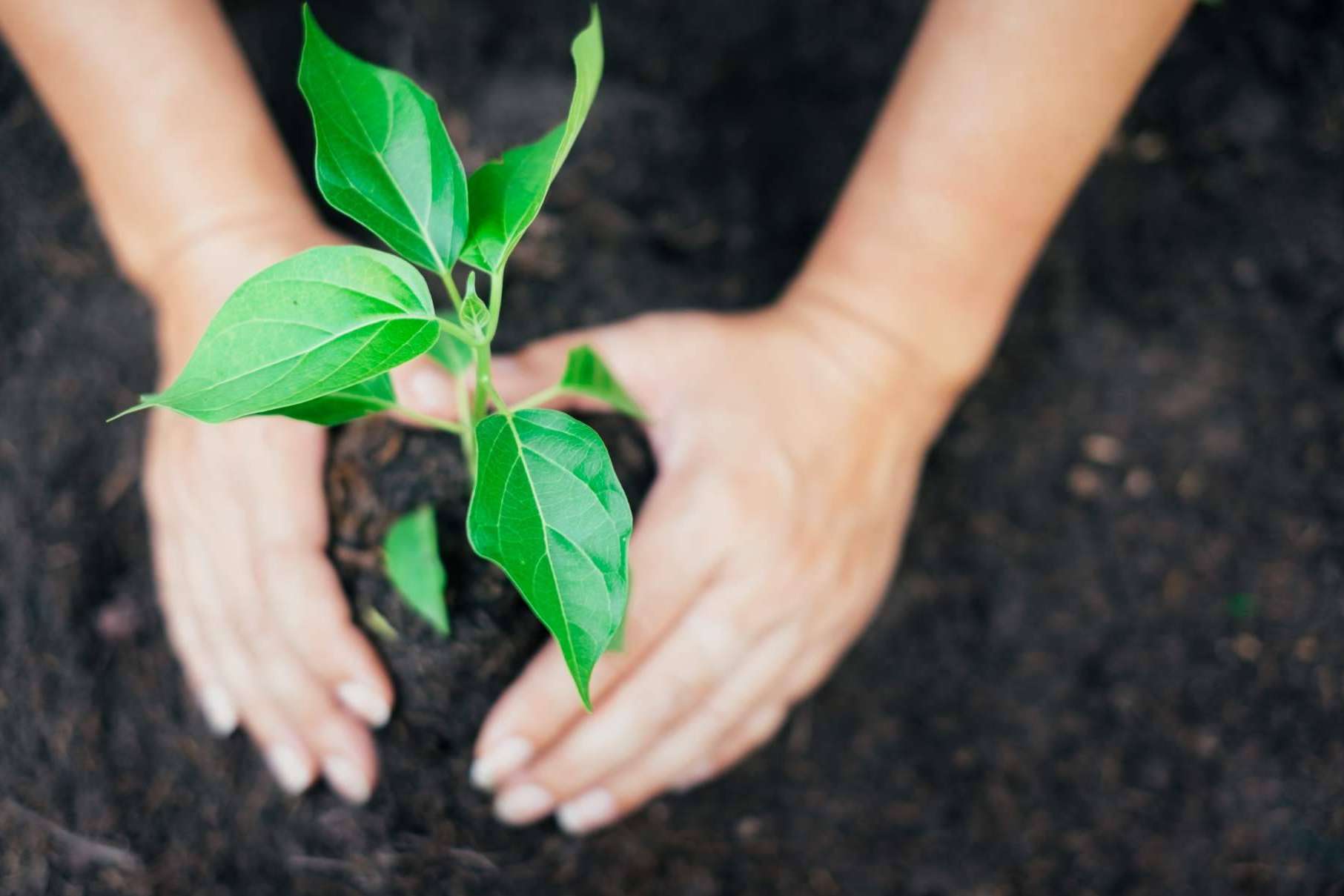 Para limpiar la contaminación del aire y obtener tokens, GreenAir es el dispositivo innovador que utiliza energía renovable
