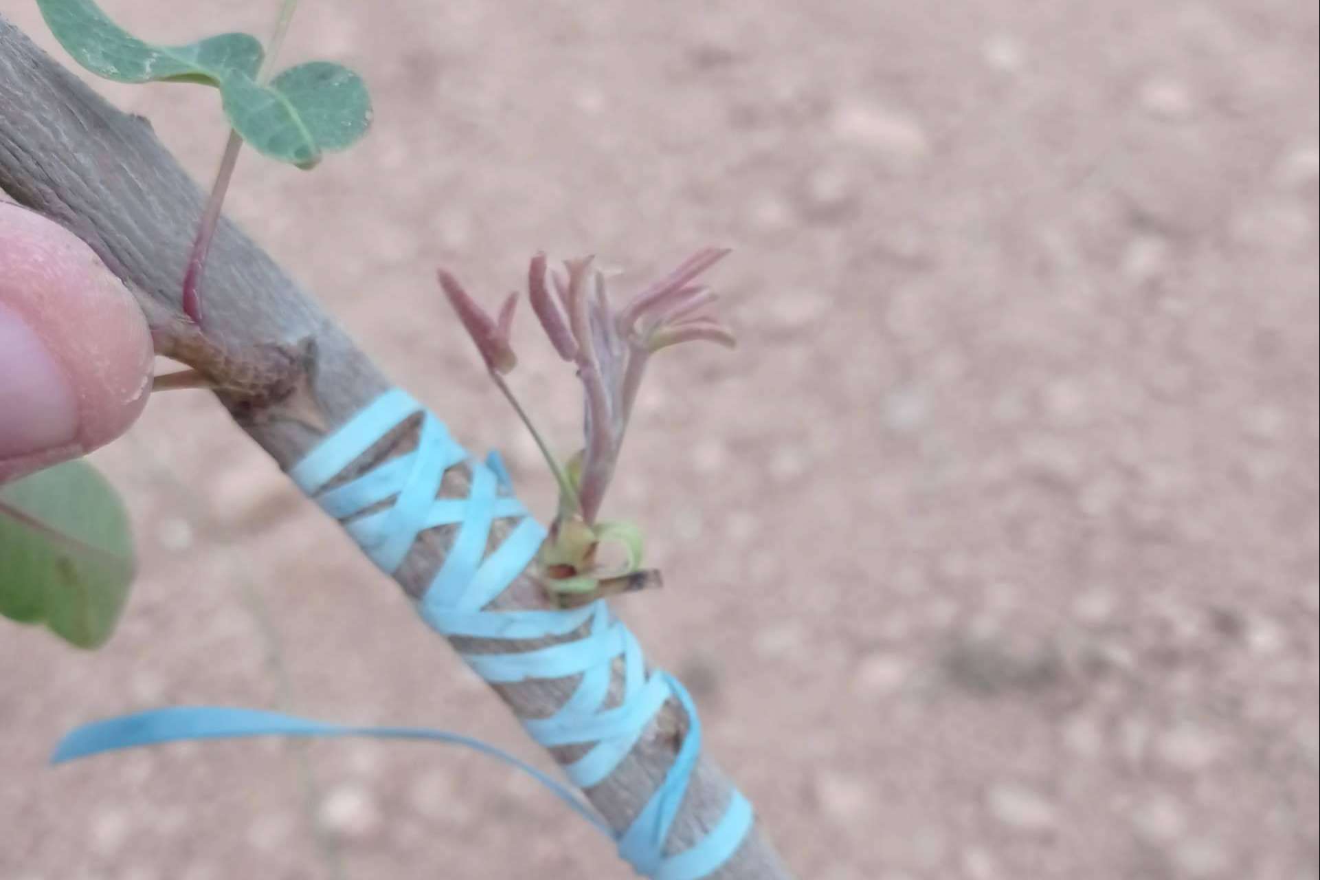 Gextec asesora acerca las plantaciones de pistacho