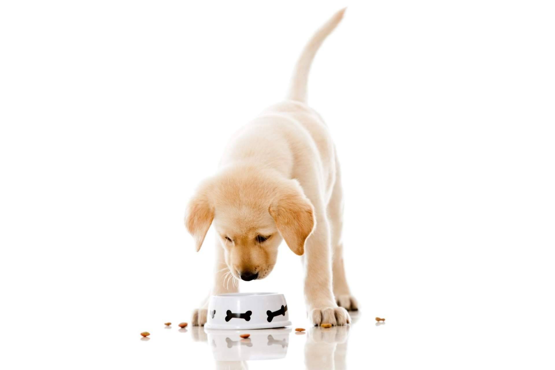 ¿Por qué es importante cuidar la alimentación de las mascotas?, por Zalavet