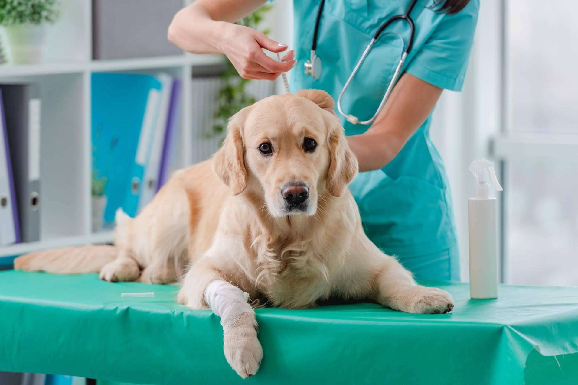 En la Clínica Veterinaria del Valle ofrecen un servicio profesional y se preocupan por la salud de las mascotas