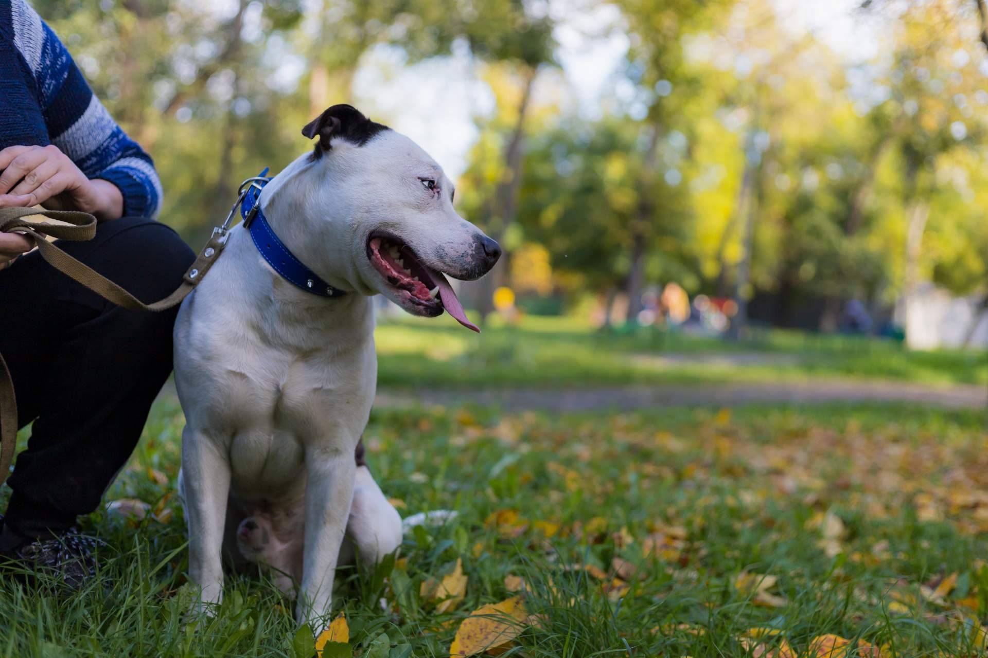 ¿Cuál es la verdad sobre los perros potencialmente peligrosos?