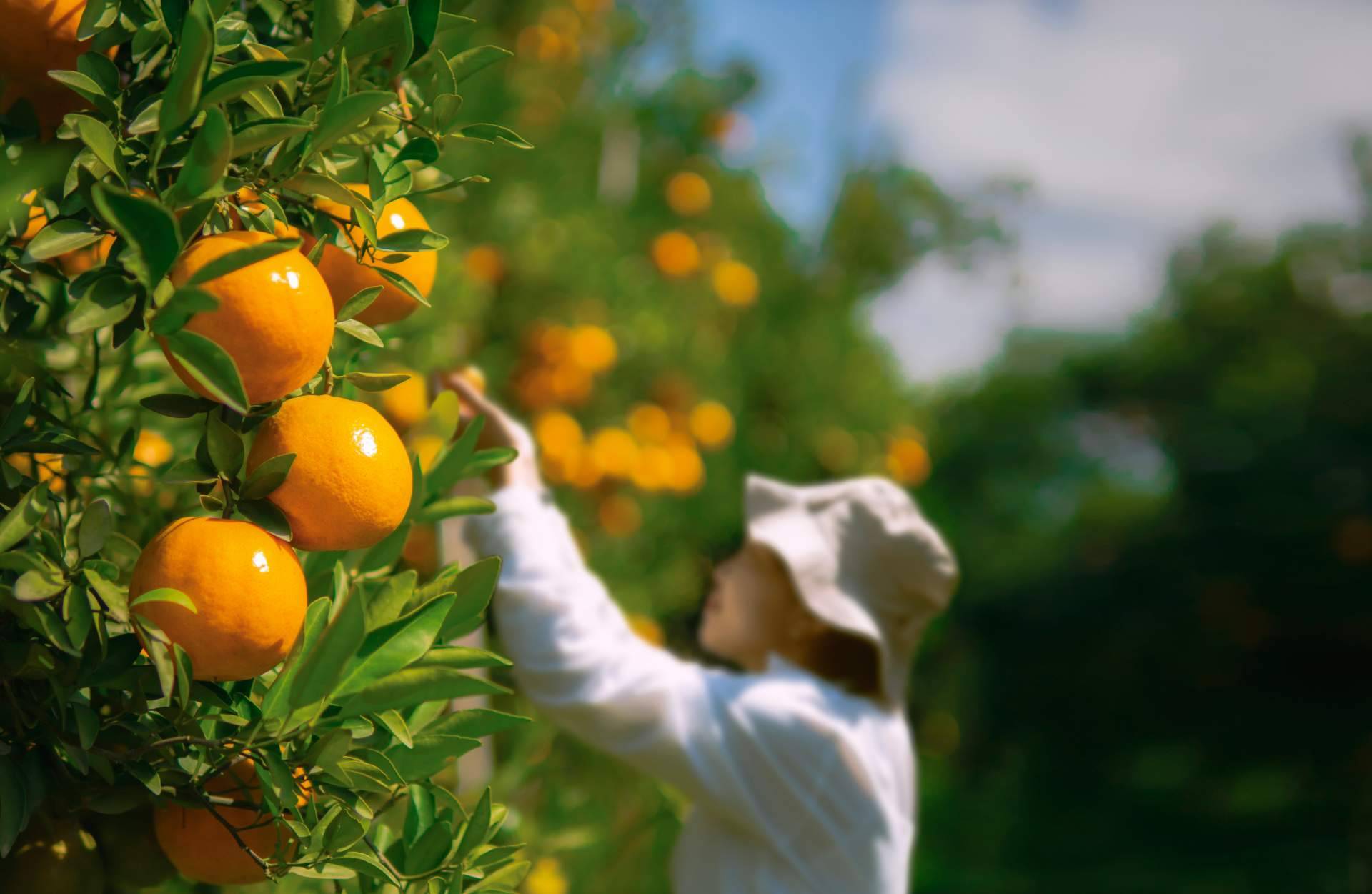 La agricultura sostenible es importante para consumir naranjas frescas, por Sabor a Naranjas